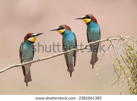 Three birds perched on a branch