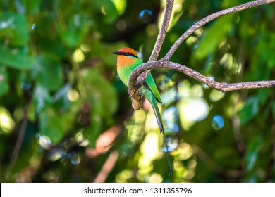 A Böhm's bee-eater sitting on a branch in Liwonde National Park in Malawi.