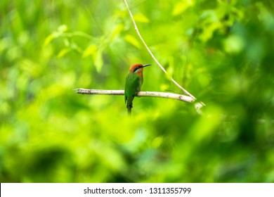 A Böhm's bee-eater sitting on a branch in Liwonde National Park in Malawi.