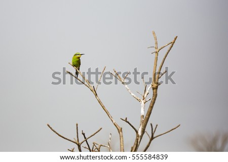 Similar – Image, Stock Photo On the ascending branch