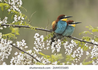 Bee-eaters (Merops apiaster), pair of animals in blooming Robinia, Rhineland-Palatinate, Germany, Europe