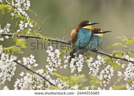 Bee-eaters (Merops apiaster), pair of animals in blooming Robinia, Rhineland-Palatinate, Germany, Europe