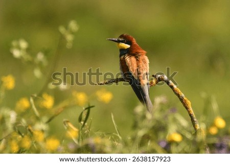 bee-eaters in spring in the field