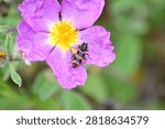 Bee-eating beetle (Trichodes apiarius) on blossoming cistus