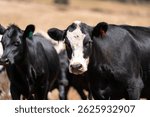 Beef Angus and Wagyu cows grazing in a field in a dry summer. Cow Herd on a farm practicing regenerative agriculture on a farming landscape. Fat Cattle at dusk with hereford cattle