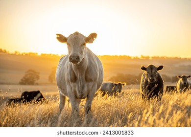 Beef Angus and Wagyu cows grazing in a field in a dry summer. Cow Herd on a farm practicing regenerative agriculture on a farming landscape. Fat Cattle at dusk - Powered by Shutterstock