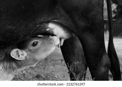Beef Calf Nursing Cow On Farm Close Up, Livestock Animal Nutrition Concept.