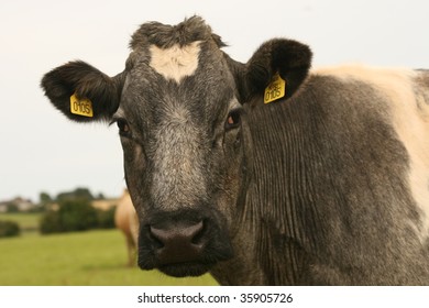 beef cattle