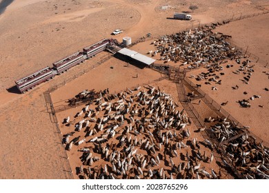 Beef Cattle Being Loaded Onto Road Trains In Far Western Queensland, Australia.