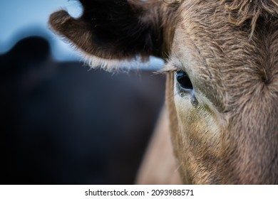 Beef Cattle And Cows In Australia