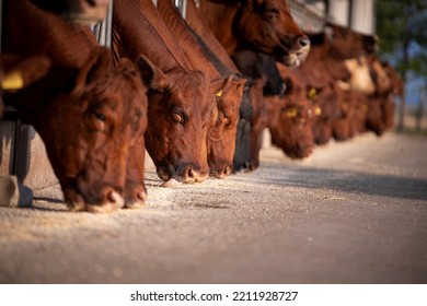 Beef cattle cows eating at the farm. Domestic animals husbandry. - Shutterstock ID 2211928727