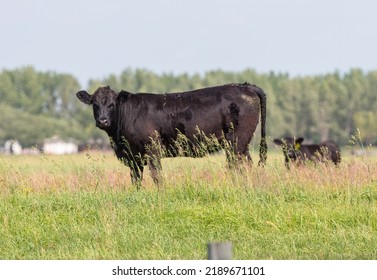 Beef Cattle In A Farm Field. Taken In Alberta, Canada