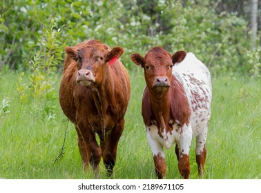 Beef Cattle In A Farm Field. Taken In Alberta, Canada