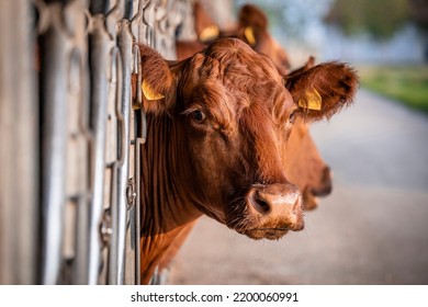 Beef Cattle Farming And Close Up View Of Cow Standing In Cowshed.