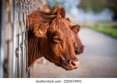 Beef Cattle Farming And Close Up View Of Cow Head.