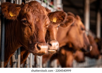 Beef Cattle Farming And Close Up View Of Cow Standing In Cowshed.