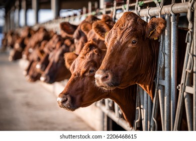 Beef cattle farming and large group of cows domestic animals inside cowshed waiting for food. - Shutterstock ID 2206468615