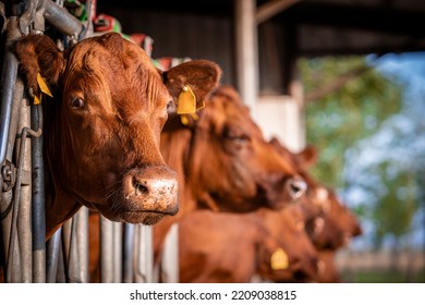 Beef Cattle Farming And Large Group Of Cows Domestic Animals Inside Cowshed Waiting For Food.