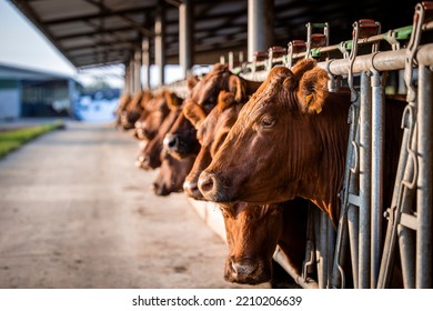 Beef cattle farming and large group of cows domestic animals inside cowshed waiting for food. - Shutterstock ID 2210206639