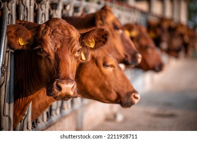 Beef Cattle Farming And Large Group Of Cows Domestic Animals Inside Cowshed Waiting For Food.