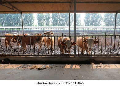 Beef Cattle In Farms, North China