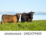 beef cattle grazing on pasture. Grass fed murray grey, angus and wagyu. sustainable agricultural farming in australia