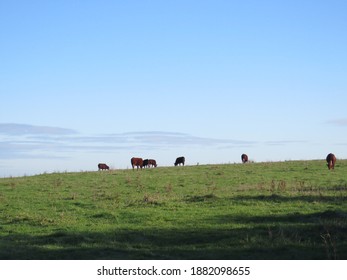 4,701 English cattle Images, Stock Photos & Vectors | Shutterstock