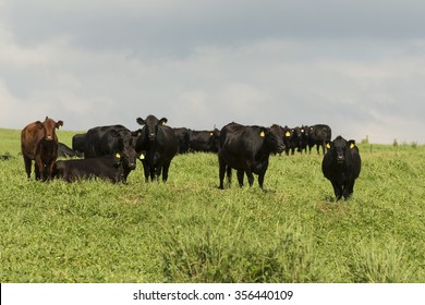 Beef Cattle In Hawaii