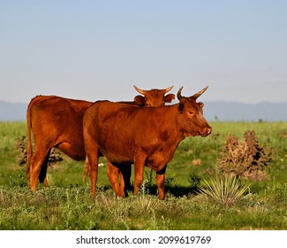 Beef Cattle On The Eastern Plains Of Colorado.