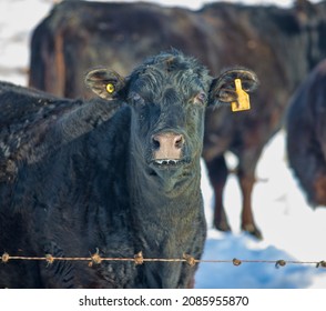 Beef Cattle on a Farm. A cow peers over a fence during the winter season. Taken in Alberta, Canada