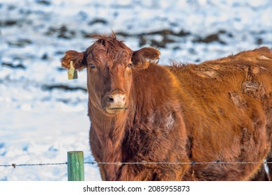 Beef Cattle on a Farm. A cow peers over a fence during the winter season. Taken in Alberta, Canada