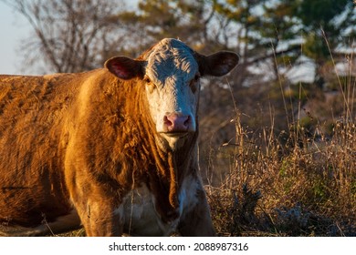 Beef Cattle On Farm Pasture In Durham County Ontario Canada In Late Fall