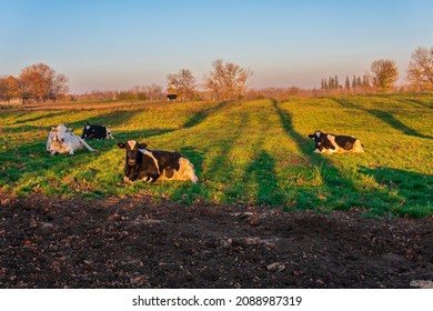 Beef Cattle On Farm Pasture In Durham County Ontario Canada In Late Fall