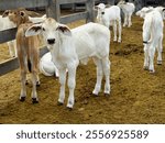 Beef Cattle Ranching in Maranhão State, Brazil: Close-ups of Routine Farming Scenes with Cattle, Calves and Workers in the Amazon Biome.