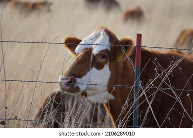 Beef Cattle In Rural Nebraska.