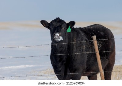 Beef Cattle. A Single Beef Cow Standing In A Farm Field During The Winter Season. Taken In Alberta, Canada