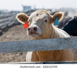 Beef Cattle In A Stockyard. Taken In Alberta, Canada