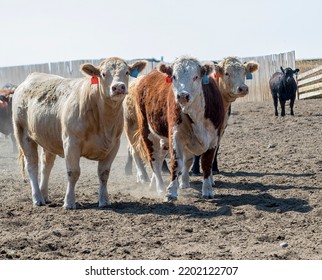 Beef Cattle In A Stockyard. Taken In Alberta, Canada