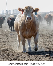 Beef Cattle In A Stockyard. Taken In Alberta, Canada