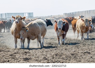 Beef Cattle In A Stockyard. Taken In Alberta, Canada