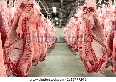 Beef cattle are stored in a storage facility before being slaughtered and processed for shipment.
