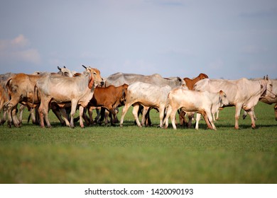 Beef cattle that walk in green grass fields
