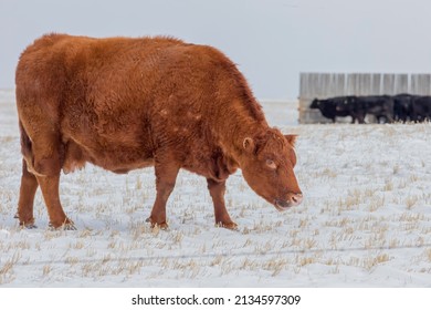 Beef Cattle In Winter. A Single Beef Cow In A Farm Field