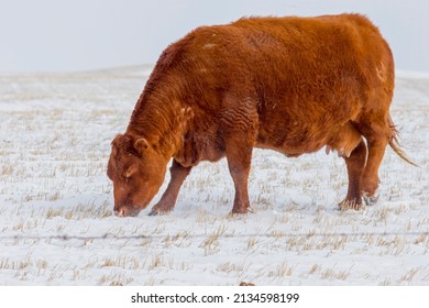 Beef Cattle In Winter. A Single Beef Cow Standing In A Farm Field During Winter. Taken In Alberta, Canada