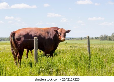 Beef Cattle. A Young Bull Standing In A Farm Field. Taken In Alberta, Canada