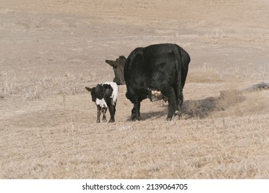 Beef Cow With Calf Walking Away Through Dry Winter Field Of Farm.