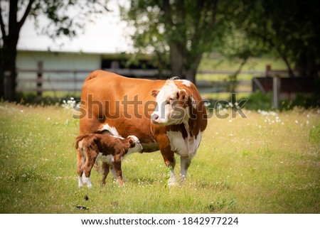 beef cow with days old calf on green grass meadow.  Responsible beef operation