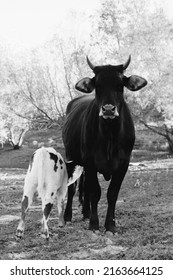 Beef Cow With Horns And Calf Nursing For Livestock Animal Nutrition On Farm.