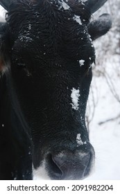 Beef Cow With Snow On Face During Winter In Shallow Depth Of Field.