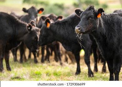 Beef cows and calfs grazing on grass in south west victoria, Australia. eating hay and silage. breeds include specked park, murray grey, angus and brangus.
